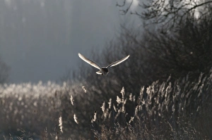 Barn Owl Tyto alba North Norfolk January