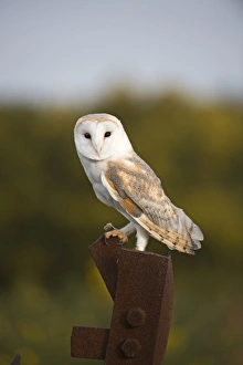 Barn Owl Tyto alba on old gun emplacement on Salthouse Heath Norfolk
