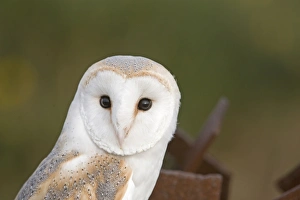 Barn Owl Tyto alba on old gun emplacement on Salthouse Heath Norfolk Barn Owl Tyto alba on old gun emplacement on Salthouse Heath Norfolk