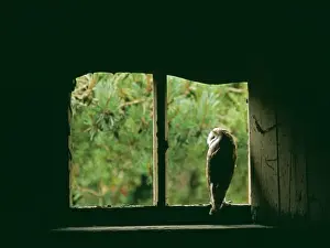 Barn Owl, Tyto alba, peering from nest site in derelict barn, UK, summer