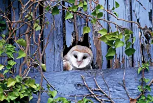 Barn Owl, Tyto alba, peering from nest site in derelict barn, UK, summer