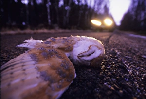 Road Prints: Barn Owl Tyto alba road casualty UK winter