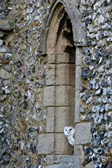 Cley Prints: Barn Owl Tyto alba roosting in church window North Norfolk winter