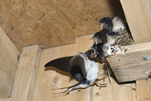 Barn Swallow Hirundo rustica adult with young in nest Cley Norfolk September