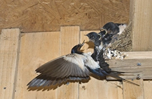 Barn Swallow Hirundo rustica adult feeding young in nest Cley Norfolk September Barn Swallow Hirundo rustica adult feeding young in nest Cley Norfolk September