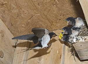 Barn Swallow Hirundo rustica adult with young in nest Cley Norfolk September