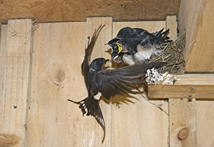 Barn Swallow Hirundo rustica adult with young in nest Cley Norfolk September