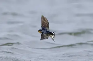Summer Prints: Barn Swallow Hirundo rustica Northumberland spring