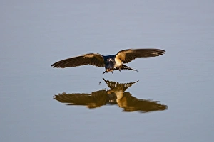 Barn Swallow Hirundo rustica about to pluck fly from surface of pool Cley Norfolk August Barn Swallow Hirundo rustica about to pluck fly from surface of pool Cley Norfolk August