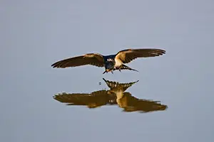 Hunting Prints: Barn Swallow Hirundo rustica about to pluck fly from surface of pool Cley Norfolk August