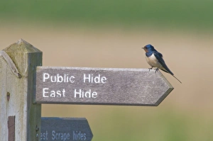 Barn Swallow Hirundo rustica on sign at Minsmere RSPB Reserve Suffolk April