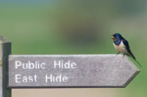 Minsmere Prints: Barn Swallow Hirundo rustica on sign at Minsmere RSPB Reserve Suffolk April