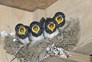 Barn Swallow Hirundo rustica young in nest Cley Norfolk September Barn Swallow Hirundo rustica young in nest Cley Norfolk September