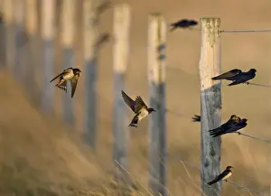 Migrating Prints: Barn Swallows Hirundo rustica migrants gathering on fence Cley Norfolk August