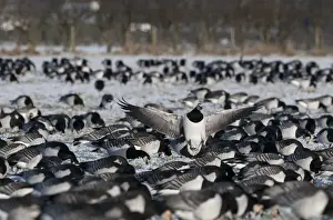 Barnacle Geese Branta leucopsis at Caerlaverock Dumfries & Galloway Deember