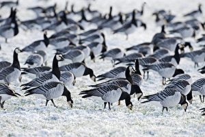 Barnacle Geese Branta leucopsis feeding on snow covered field Solway Dumfries Scotland Barnacle Geese Branta leucopsis feeding on snow covered field Solway Dumfries Scotland