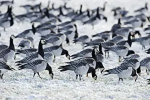 Solway Prints: Barnacle Geese Branta leucopsis feeding on snow covered field Solway Dumfries Scotland