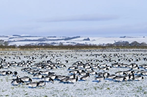 Barnacle Geese Branta leucopsis on fields near Dumfries bordering the Solway Dumfries Barnacle Geese Branta leucopsis on fields near Dumfries bordering the Solway Dumfries