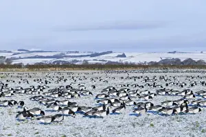 Dumfries Prints: Barnacle Geese Branta leucopsis on fields near Dumfries bordering the Solway Dumfries