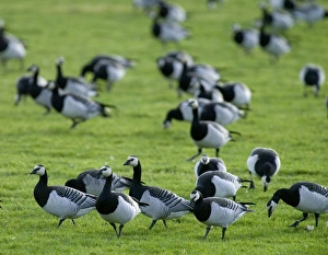 Barnacle Geese Branta leucopsis flock feeding at Caerlaverock Scotland November Barnacle Geese Branta leucopsis flock feeding at Caerlaverock Scotland November