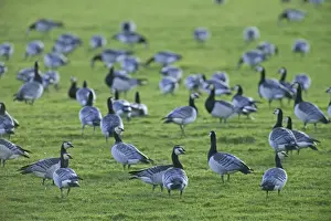 Barnacle Geese Branta leucopsis flock feeding at Caerlaverock Scotland November