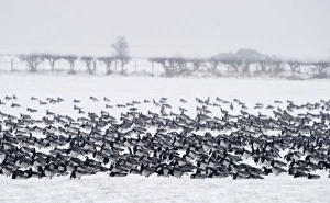 Barnacle Geese Branta leucopsis Solway Dumfries Scotland winter Barnacle Geese Branta leucopsis Solway Dumfries Scotland winter