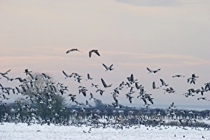 Barnacle Geese Branta leucopsis Solway Dumfries Scotland winter