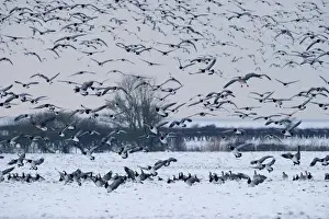 Barnacle Geese Branta leucopsis Solway Dumfries Scotland winter