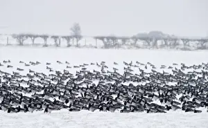 Flock Prints: Barnacle Geese Branta leucopsis Solway Dumfries Scotland winter