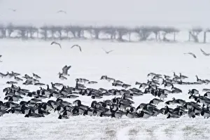 Barnacle Geese Branta leucopsis Solway Dumfries Scotland winter