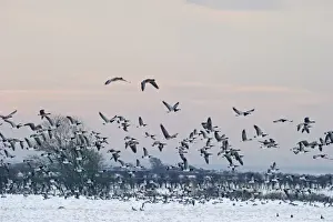 Barnacle Geese Branta leucopsis Solway Dumfries Scotland winter