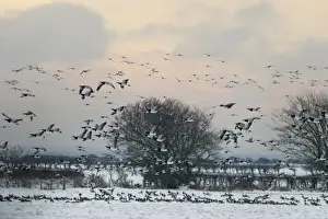 Barnacle Geese Branta leucopsis Solway Dumfries Scotland winter