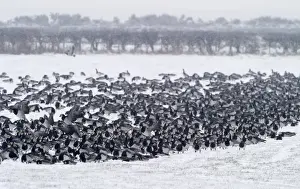Barnacle Geese Branta leucopsis Solway Dumfries Scotland winter