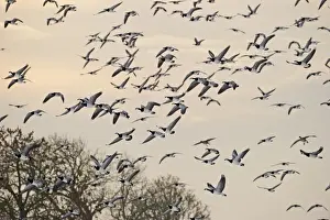 : Barnacle Geese Branta leucopsis Solway Dumfries Scotland winter