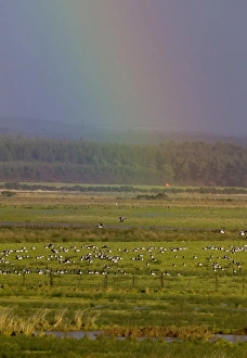Barnacle Geese below rainbow Caerlaverock Dumfries Scotland November Barnacle Geese below rainbow Caerlaverock Dumfries Scotland November