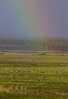 Barnacle Goose Prints: Barnacle Geese below rainbow Caerlaverock Dumfries Scotland November