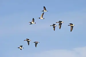 Solway Prints: Barnacle and Pink-footed Geese Solway Dumfries Scotland winter