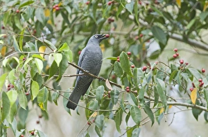 Barred Cuckoo-shrike Coracina lineata feeding on fig tree N Queensland Australia