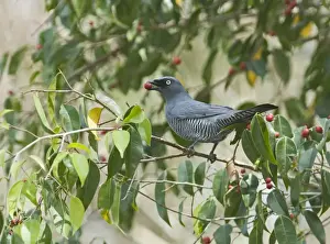Queensland Prints: Barred Cuckoo-shrike Coracina lineata feeding on fig tree N Queensland Australia