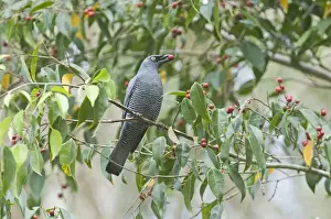 Barred Cuckoo-shrike Coracina lineata feeding on fig tree N Queensland Australia