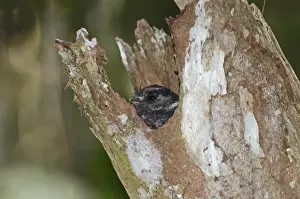 Roost Prints: Barred Owlet-Nightjar Aegotheles bennettii poking head out of roost tree Varirata