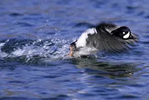 Barrows Goldeneye Bucephala islandica male taking off Iceland summer