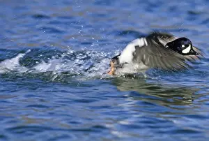 Wildfowl Prints: Barrows Goldeneye male taking off Lake Myvatn Iceland June