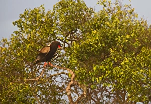 Kenya Prints: Bateleur Terathopius ecaudatus Kenya East Africa