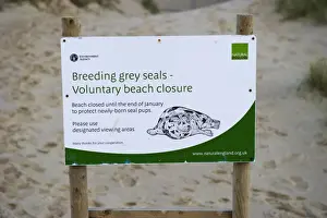Viewing Prints: Beach closure sign at Grey Seal breeding colony Winterton Norfolk December