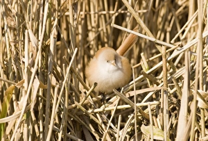 Bearded Tit Panurus biarmicus female in reedbed Norfolk winter