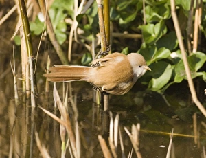 Bearded Tit Panurus biarmicus female in reedbed Norfolk winter Bearded Tit Panurus biarmicus female in reedbed Norfolk winter