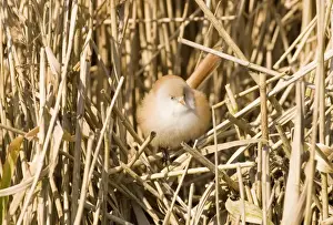 Bearded Tit Panurus biarmicus female in reedbed Norfolk winter