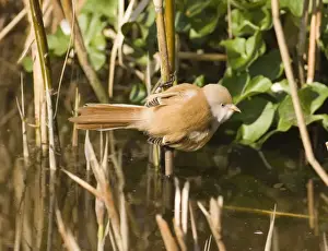 Bearded Tit Panurus biarmicus female in reedbed Norfolk winter