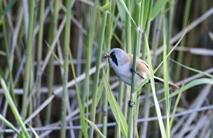 Bearded Tit Panurus biarmicus male with food for chicks Cley Norfolk May Bearded Tit Panurus biarmicus male with food for chicks Cley Norfolk May